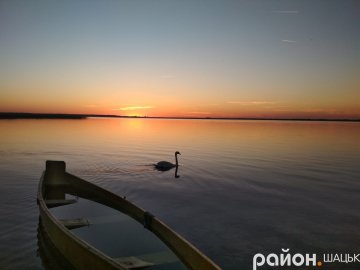 Самотній лебідь на хвилях вечірнього Світязю. ФОТО