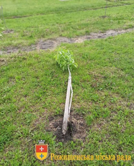 У місті на Волині вандали понищили молоді дерева та майданчик на території дитсадка