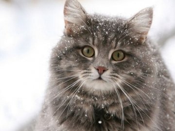 Погода у Луцьку та у Волинській області на завтра, 2 січня