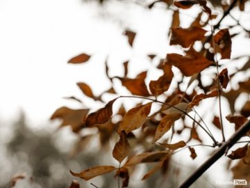 15 жовтня – яке сьогодні свято і що не можна робити в цей день