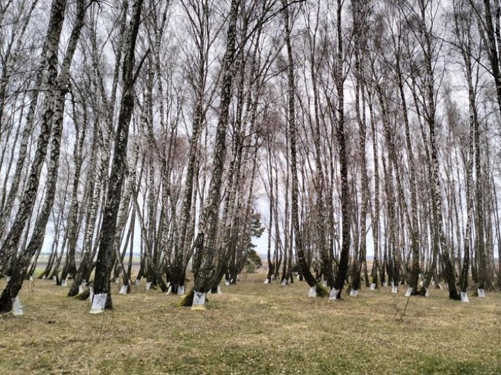 На Волині стартував сезон збору березового соку