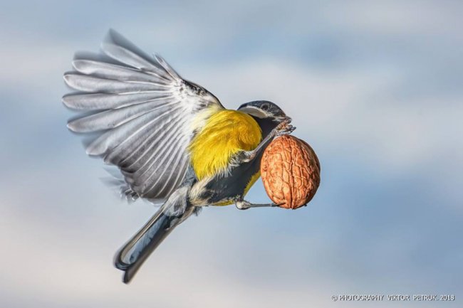 Лучанин опублікував дивовижні фото «майстрів вищого пілотажу»