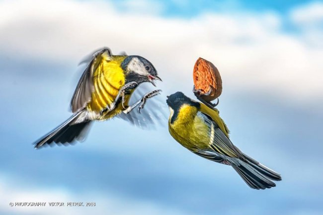 Лучанин опублікував дивовижні фото «майстрів вищого пілотажу»