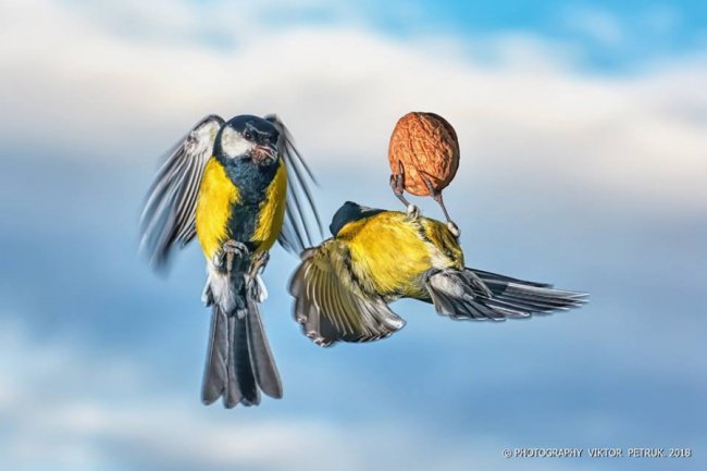 Лучанин опублікував дивовижні фото «майстрів вищого пілотажу»
