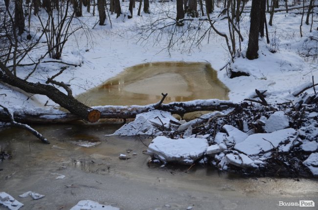 Лісівники показали, як підкорюють волинські джунглі. ФОТО