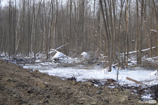Лісівники показали, як підкорюють волинські джунглі. ФОТО