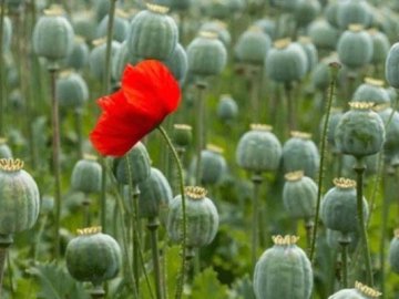 Двох волинянок викрили на незаконному вирощуванні маку