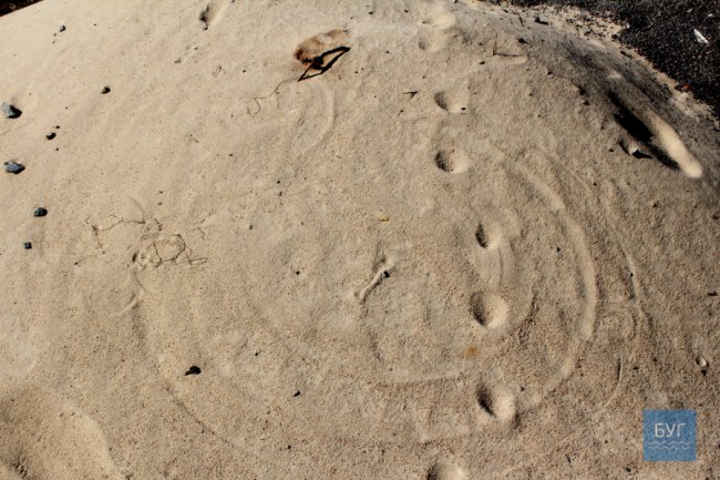 Чоловік з Волині припускає, що на його подвір'я прилітав НЛО