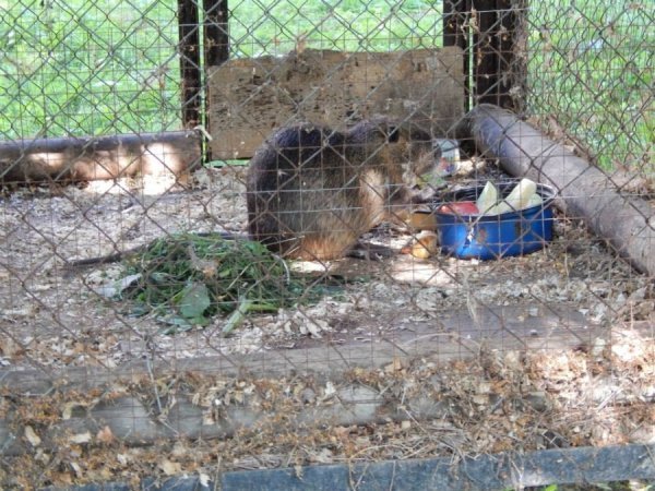 У Луцькому зоопарку назвали улюблених тварин відвідувачів