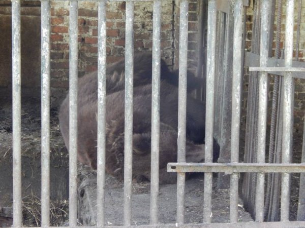 У Луцькому зоопарку назвали улюблених тварин відвідувачів