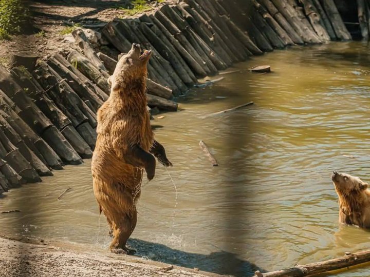 Рік за кордоном: як живуть ведмеді з Луцька в зоопарку Кишинева