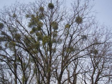 У Луцьку закликають боротися з омелою