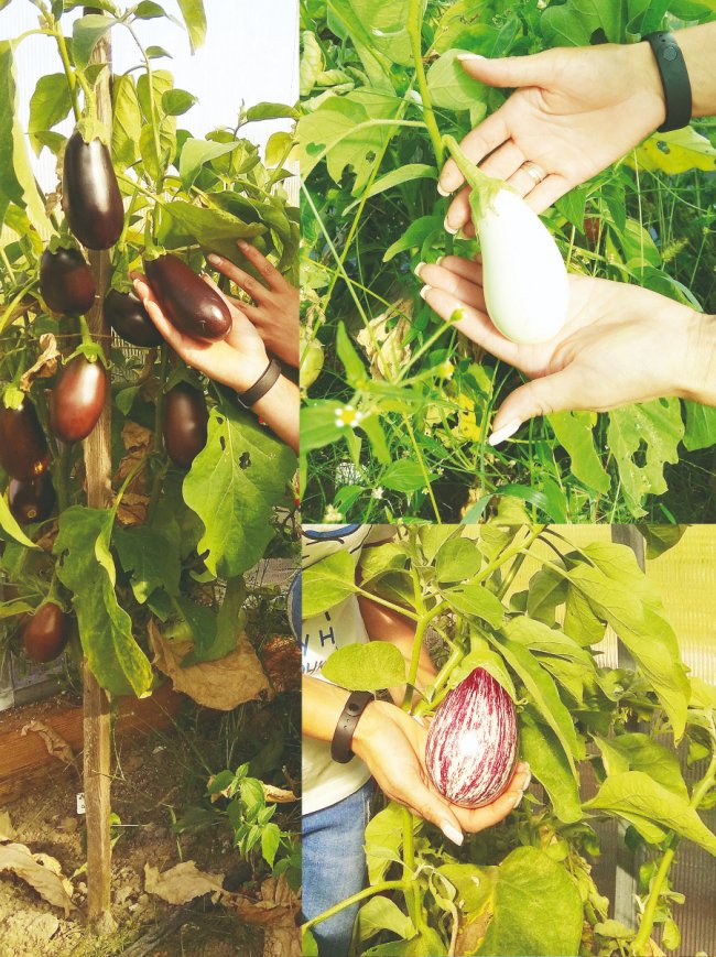 Волинська агроблогерка вирощує тисячі кущів квітів, а також екзотичні фрукти