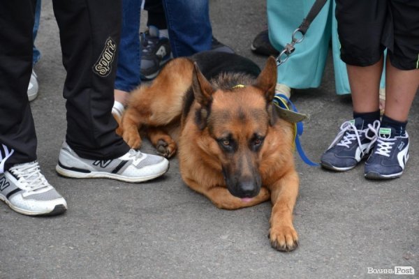 Шейк сумував за господарем майже два місяці