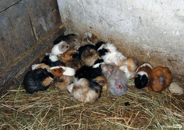 Як гріються тварини у Луцькому зоопарку. ФОТО