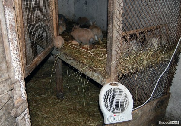 Як гріються тварини у Луцькому зоопарку. ФОТО