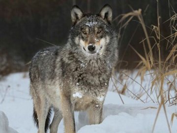 У нацпарку на Волині побільшало хижаків