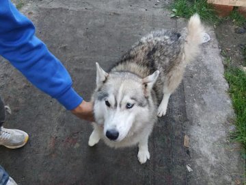 Викрав хаскі та велосипеди: на Волині затримали серійного злодія. ФОТО