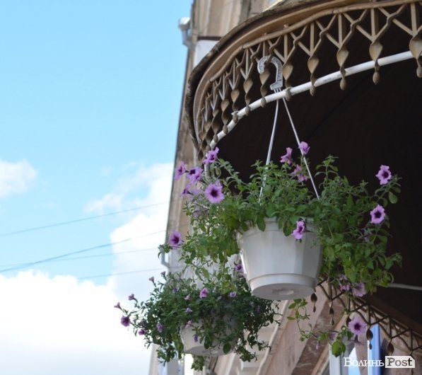 Місто, яке я люблю. Квіти Луцька