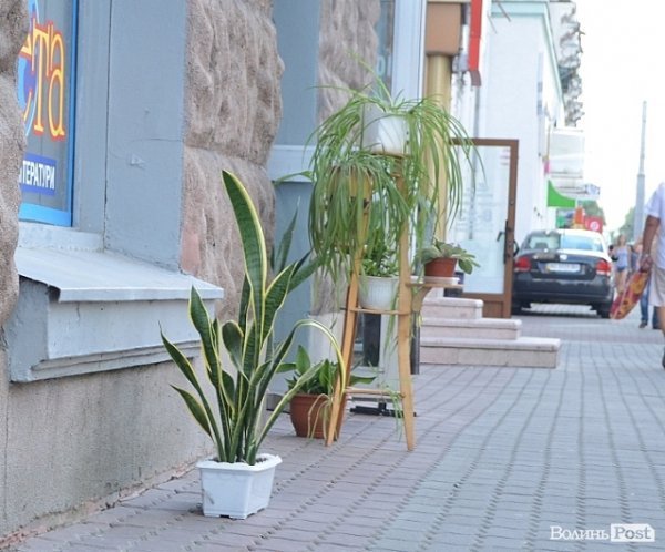 Місто, яке я люблю. Квіти Луцька