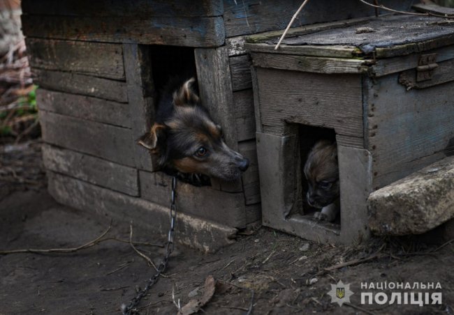 Поліція рятує домашніх тварин у вщент зруйнованому Оріхові