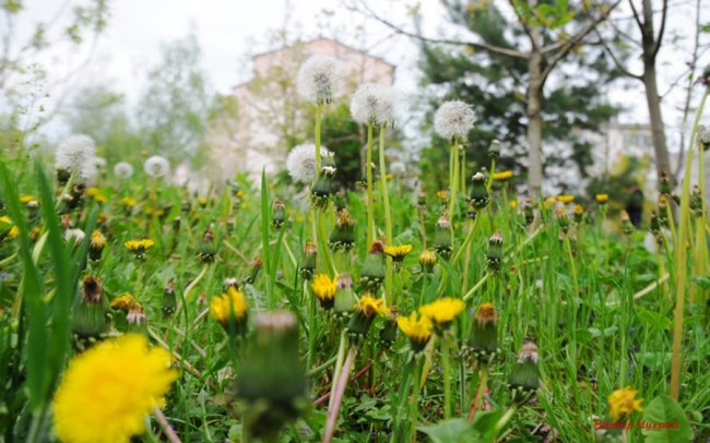 Лагідний травень на світлинах волинського фотографа
