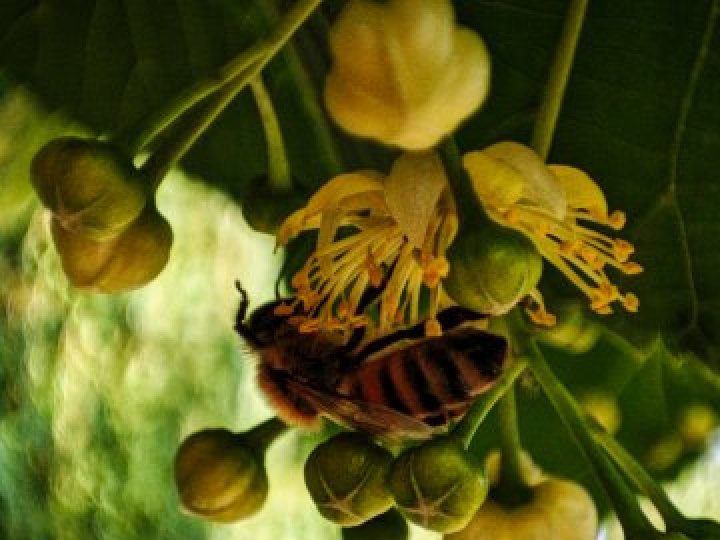 Унікальне дерево стало пам’яткою в Луцькій громаді