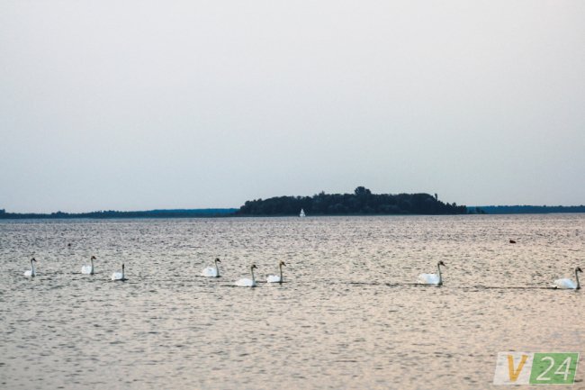 Пернаті туристи Шацьких озер. ФОТО