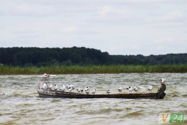 Пернаті туристи Шацьких озер. ФОТО