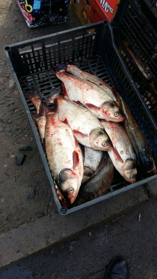 У Луцьку на ринку жінка незаконно продавала рибу. ФОТО