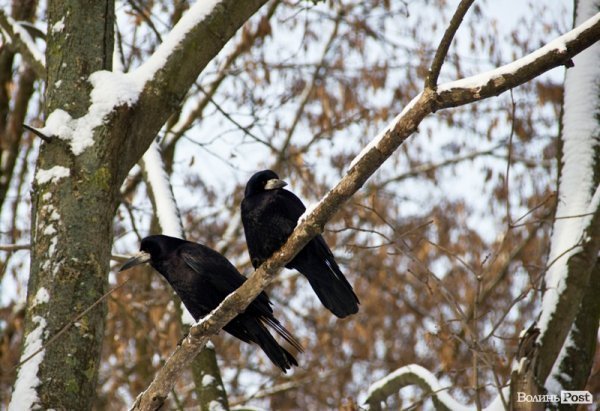 У Луцьк прийшла справжня зима. ФОТО