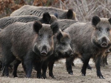 Табуни диких свиней на Волині кілька місяців нищать урожаї