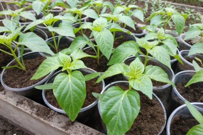 На Волині батько з сином зробили бізнес на вирощуванні розсади