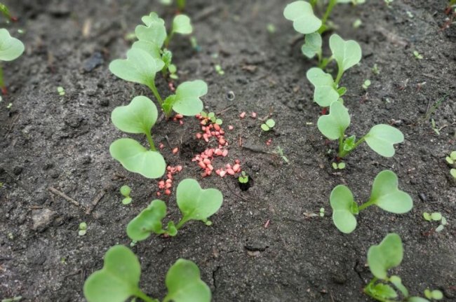 На Волині батько з сином зробили бізнес на вирощуванні розсади