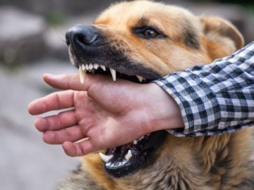 Де на Волині найбільше хворих на сказ тварин