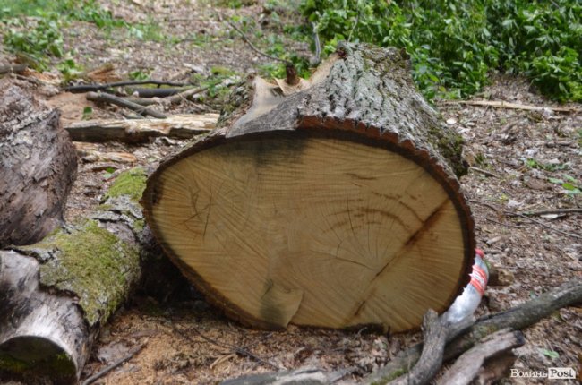 Цуманська пуща