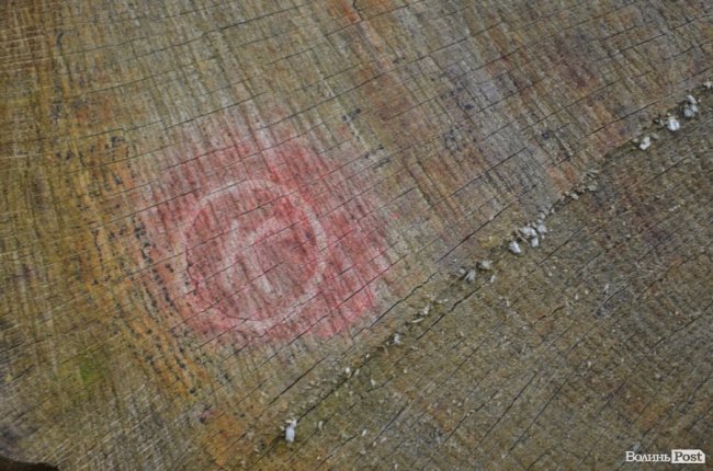 Цуманська пуща