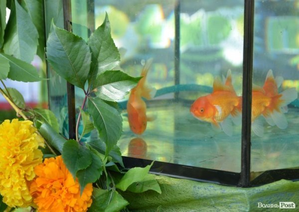 Будинок природи