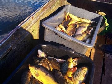 Волинський рибпатруль випустив у Хрінницьке водосховище майже тонну риби. ФОТО