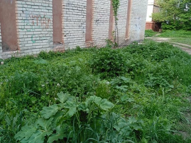 У місті на Волині люди виявили отруйну рослину