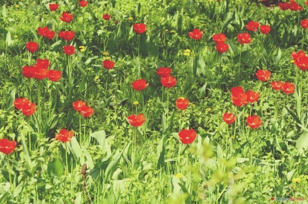 Луцькі тюльпани. ФОТО