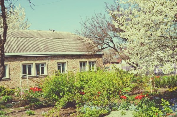 Луцькі тюльпани. ФОТО