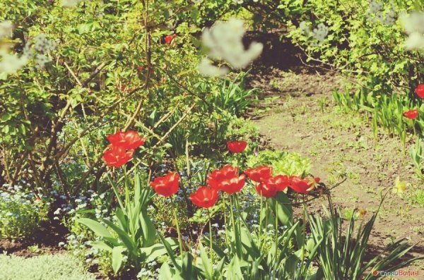 Луцькі тюльпани. ФОТО