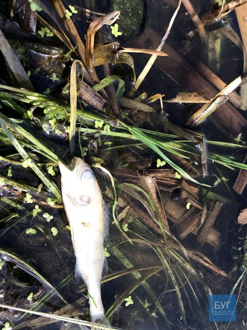 У Нововолинську виявили мертву рибу в озері