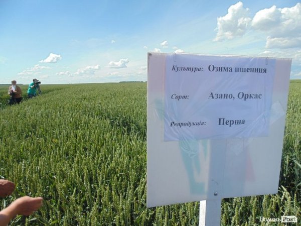 День поля на «Волинь-зерно-продукті». ФОТО*