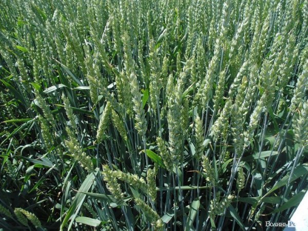 День поля на «Волинь-зерно-продукті». ФОТО*