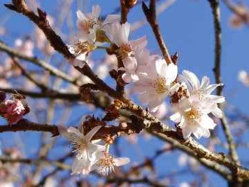 Яке свято 12 травня і чого не можна робити у цей день