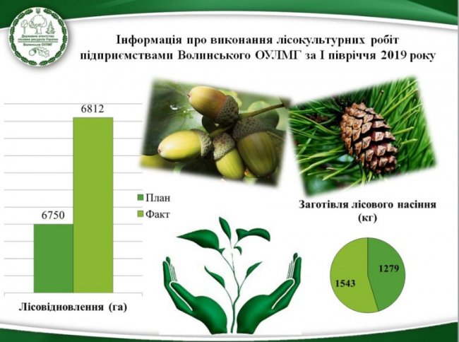 Із завданням впоралися: лісівники Волині розповіли, скільки насаджали дерев у сезон-2019 