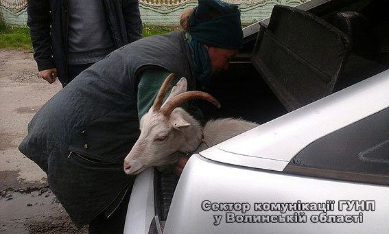 Ковельські поліцеські затримали викрадача кіз. ФОТО