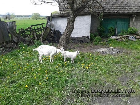 Ковельські поліцеські затримали викрадача кіз. ФОТО
